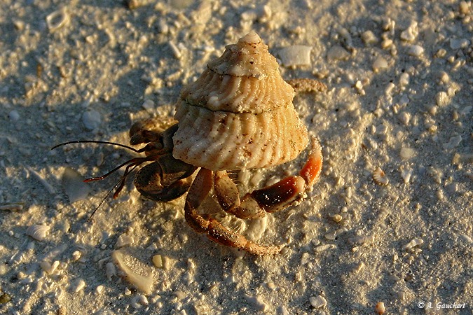 Hermitcrab